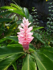 Fleur d'Alpinia - Alpinia spp.