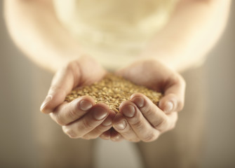 Wheat grains in the male hands. Harvest concept