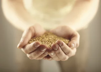 Gordijnen Wheat grains in the male hands. Harvest concept © peshkova