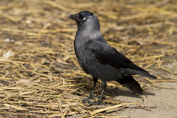 Jackdaw stood on straw in sunlight