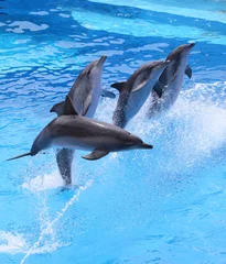 Poster Im Rahmen kleine Delfine springen aus dem Wasser © mary416
