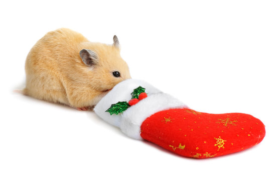 Hamster near christmas sock