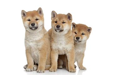 Shiba-inu puppies on white background