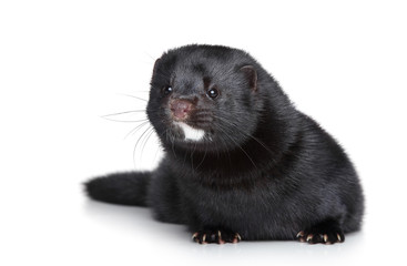 Black well-fed mink on white background