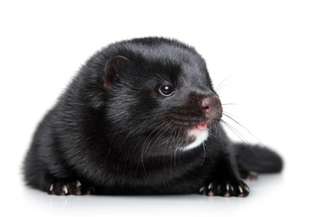 Obraz premium Black well-fed mink on white background