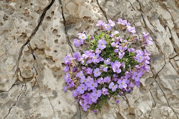 Rock Cress or Lilacbush (Aubrieta deltoidea), Crete