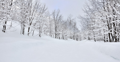 Fototapeta premium forêt recouverte de neige