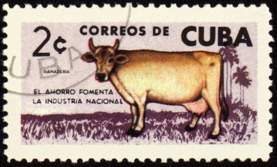 Cow on post stamp
