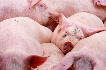 porc,pig,cochon,annecy,caïon,rose,élevage