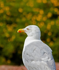 Goéland parmis les genets