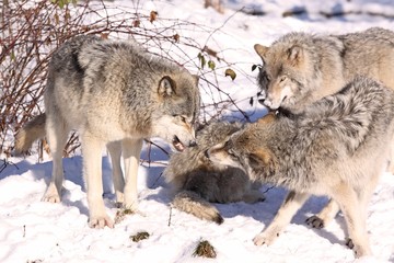 Obraz premium bataille