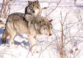 deux loups