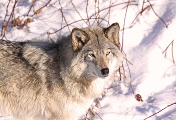 loup en hiver