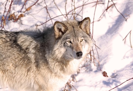Fototapeta loup en hiver