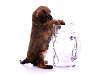 Welpe klettert ans Glas