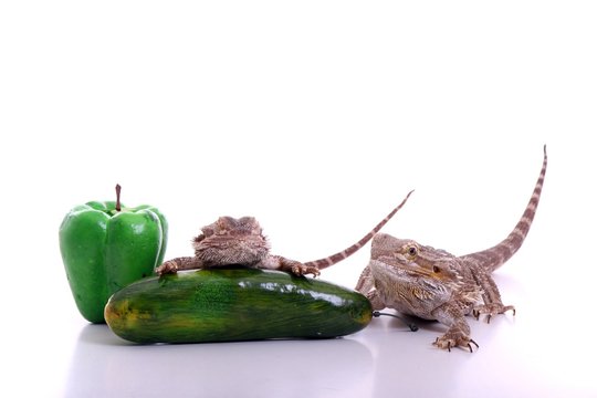 zwei Reptilien mit Gem&uuml;se