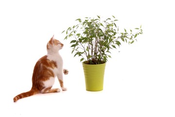 junge Katze spielt mit Blättern