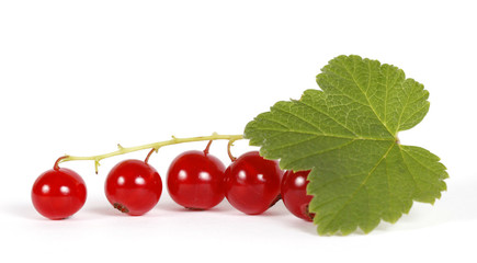 Redcurrants on the withe background