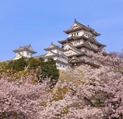 Japanese castle and Beautiful pink cherry blossom shot in japan
