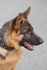 German Shepard Dog