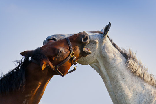 Two loving horses