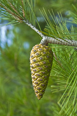Piña de pino