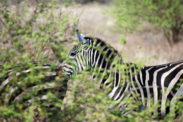 Fototapeta na wymiar Zebra zza krzaków