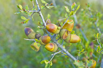 Bellotas