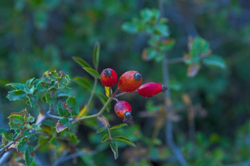 Crataegus monogyna