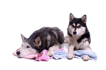 zwei Hunde Husky mit Badetuch