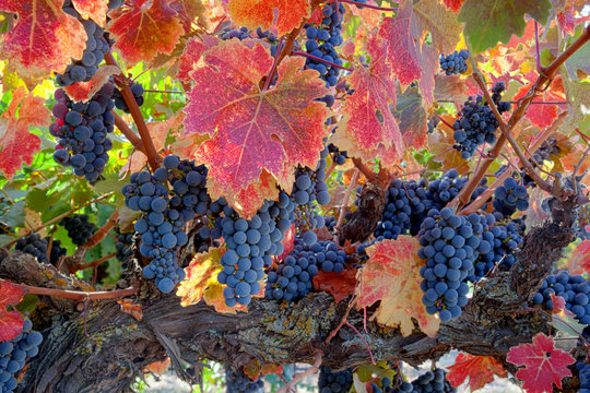 Red Wine Grapes on Vine