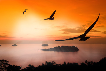 Seagull hover between sunset and orange sky.