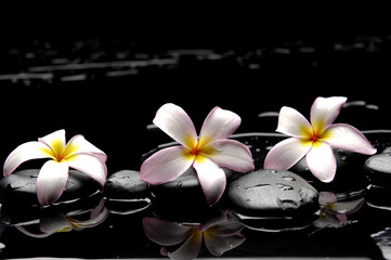 frangipani and black pebbles- abstract background