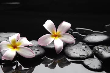 Rolgordijnen met frangipanibloemen op kiezels © Mee Ting