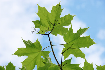 Green maple leaves on a blue sky background