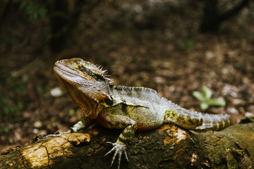 Australian lizard