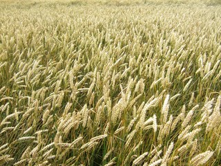 A wheat field in summer