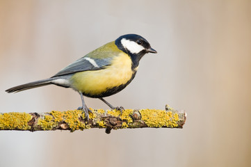 Fototapeta premium parus