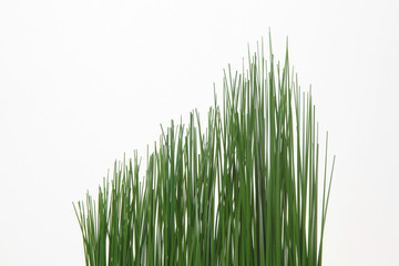 Grass on white background