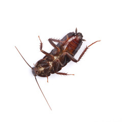 Isolated cockroach on white background