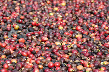 Coffee Grain