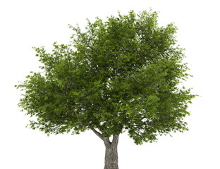 crack willow tree isolated on white background © Tiler84