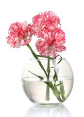 Beautiful carnations transparent vase isolated on white