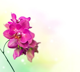 orchid flower over soft bokeh background