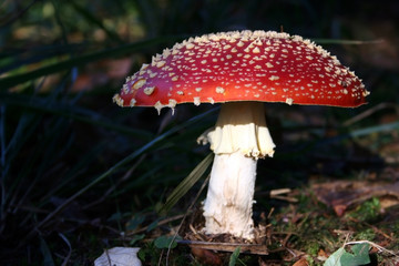 Amanite