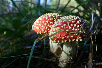 Amanita muscaria