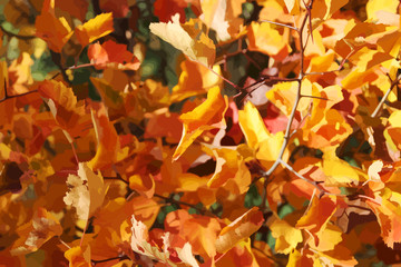 Autumn foliage