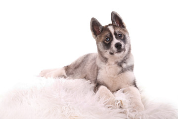 très jolie femelle husky de 3 mois