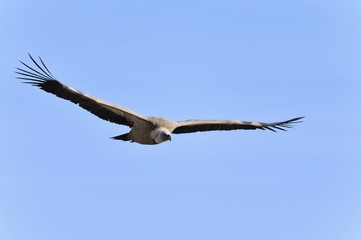 Griffon Vulture (Gyps fulvus), Crete
