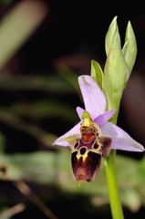 Ophrys heldreichii, Crete